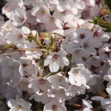 5038838008665 1 Prunus X Yedoensis 12l.JPG